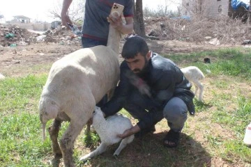 Kilis’te ön 2 ayağı olmayan kuzu dünyaya geldi