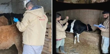 Kilis'te Şap Aşılama Kampanyası başladı