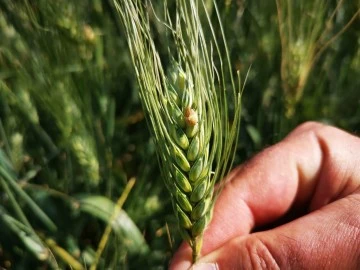 Kilis’te  süne  mücadele çalışmaları devam ediyor