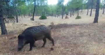 KİLİS'TE YABAN HAYATI FOTOKAPANA TAKILDI