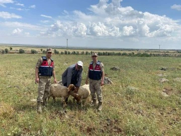 Kilis'te yine küçükbaş hayvan kayboldu