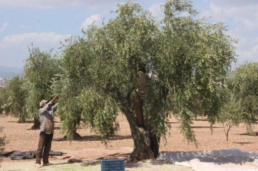 Kilis’te zeytin hasadı başladı