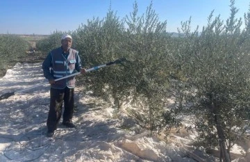 Kilis’te zeytin hasadı devam ediyor