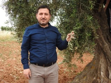 Kilis'te zeytin üreticilerinin umutlu bekleyişi başladı