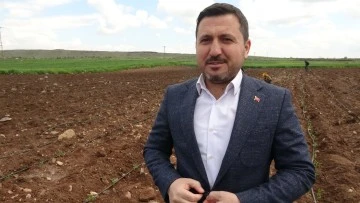 Kilisin en küçük ilçesi Polateli'nde domates fidesi toprakla buluştu