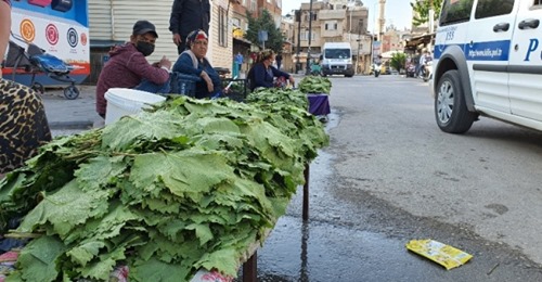 KİLİS'TE YAPRAK SATIŞI BAŞLADI