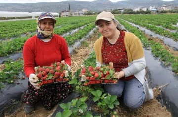 Kilosu 50 TL’ye kadar düştü: Çilekte açıkta hasat zamanı