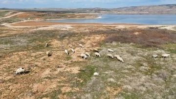 Kızılırmak alarm veriyor: Baraj sularının çekildiği alanda koyunlar otluyor