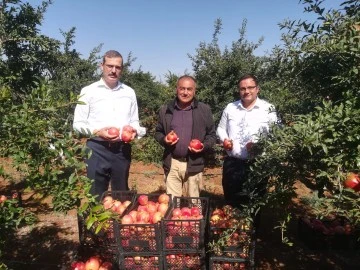 KÖKÇÜOĞLU'NDAN, NAR HASATI VE SOĞUK HAVA DEPOSU ZİYARETİ