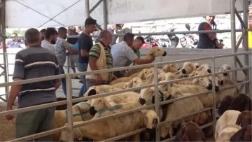 Kurban Bayramı öncesi yine yollara enkazlar mı dökülecek? Fahiş fiyatla kurbanlık satışı mı olacak?