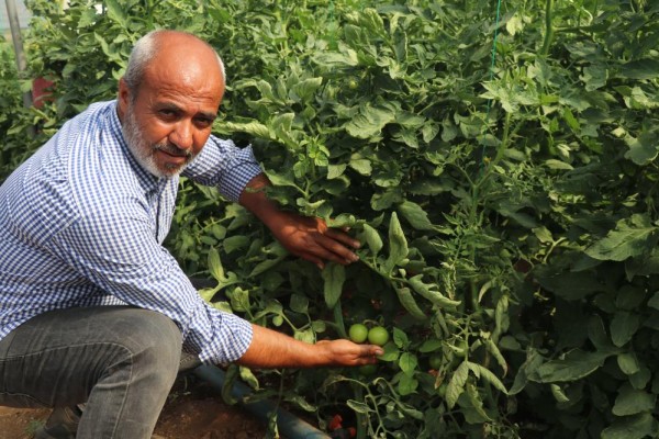 KURDUĞU SERA, İLÇENİN DOMATES İHTİYACININ YÜZDE 15'İNİ KARŞILIYOR