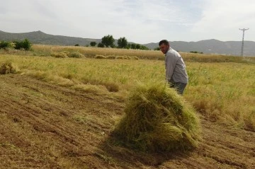 Mercimek çiftçinin yüzünü güldürdü