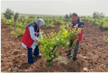 Meyve bahçelerinde hastalık ve zararlılara dikkat!