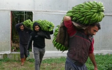 Muzda hasat sezonu başladı