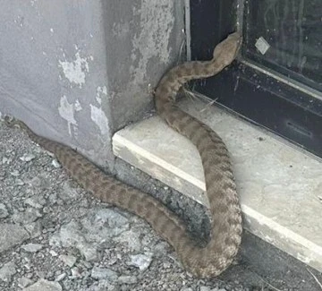 Isırığı bir insanı öldürmeye yetiyor: 2 metrelik engerek yılanı görüntülendi