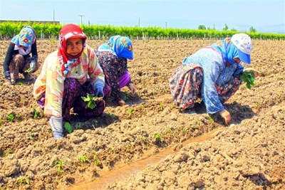 Organik tarım destek başvuruları başladı