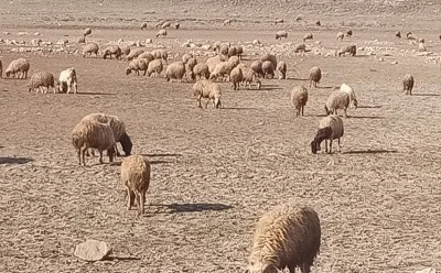 Otlamaya bırakılan Koyunu çaldılar