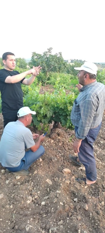 Özdemir, Kilis Horoz Karası Üzüm bahçelerinde inceleme yaptı