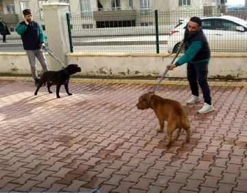 PİTBULL CİNSİ İKİ KÖPEĞİN SALDIRDIĞI  4 YAŞINDAKİ ÇOCUK  AĞIR YARALANDI