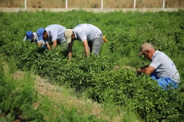 Posacı’dan çiftçilere müjde
