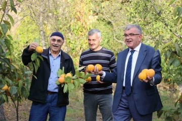 ‘Sarı altın’ cennet hurması: Toplayıp çatıya asıyorlar