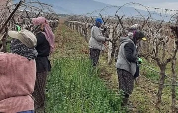 Sarıgöl Ovası binlerce kişinin ekmek kapısı oldu