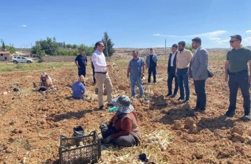 Sarımsak hasadı başladı