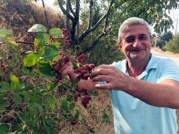 Şifa deposu böğürtlene  büyük ilgi