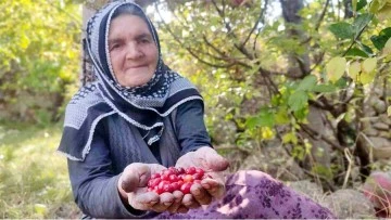 Şifa deposu kızılcıkta hasat vakti