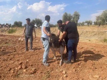 Sınırda yakalanan deve kuşu G.Antep’te koruma altına alındı