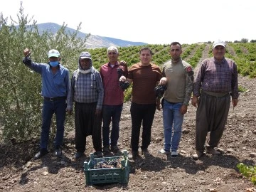 Sınırın sıfır noktasında tarlalar siyaha boyandı