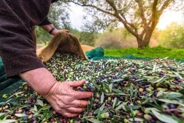 Sofralık zeytin, ihracatta 200 milyon dolara koşuyor