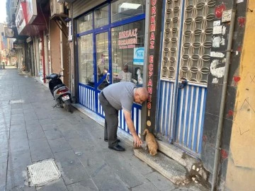 Sokak Hayvanlarını kendi elleri ile besliyor