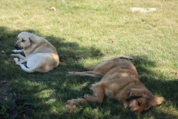 Sokak köpeği bir günde 8 kişiyi ısırdı!