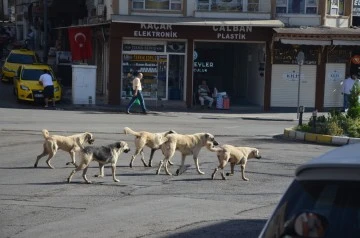 Sokak köpekleri tedirgin ediyor