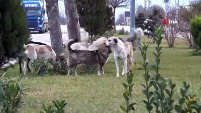 SOKAK KÖPEKLERİ VATANDAŞLARIN KORKULU RÜYASI OLDU