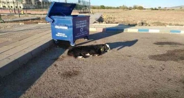 Sokak köpeklerinin keçiyi parçalama çalıştığı anlar kameraya yansıdı