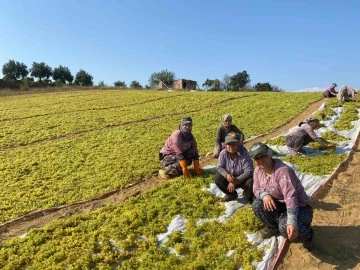 Sumalık üzümde fiyat düştü üreticiler kurutmaya yöneldi