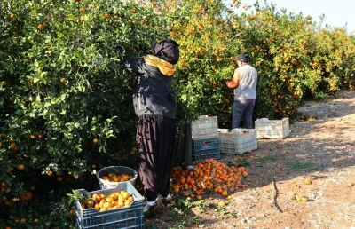 Tarım işçisi yevmiyeleri bin lira oldu