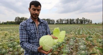 Tarlada kalan lahanayı ücretsiz dağıtıyor