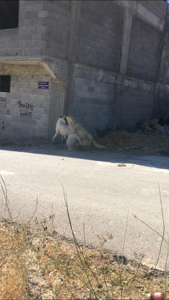 TEHLİKE OLUŞTURMAYA DEVAM EDİYORLAR!