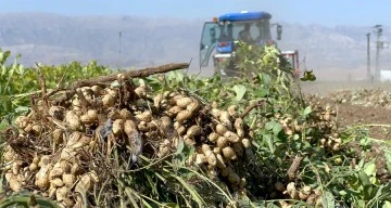 Terörün yerini huzura bıraktığı sınır hattında yer fıstığı hasadı başladı