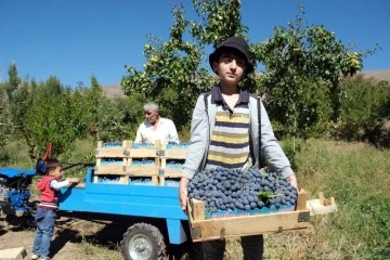 Tescilli Cimin üzümü hasadı sürüyor