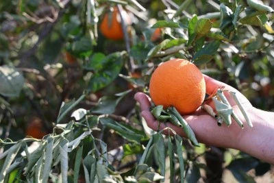 Tescilli portakalı da don vurdu, binlerce fidan kurumaya başladı