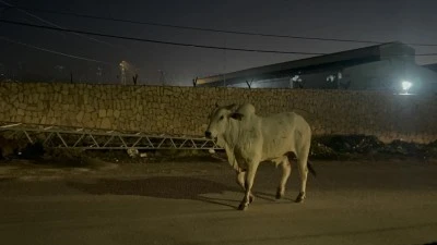 Tırdan kaçarak şehir turuna çıkan angus iğneyle bayıltılarak yakalandı