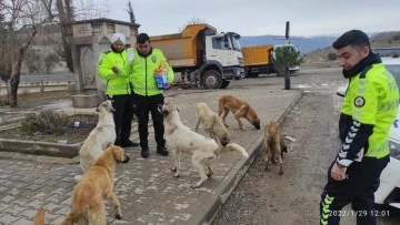 TRAFİK POLİSLERİ SOKAK KÖPEKLERİNİ ELLERİYLE BESLEDİ