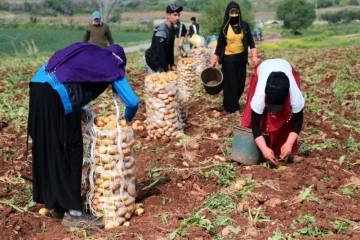 Turfanda patates hasadı başladı