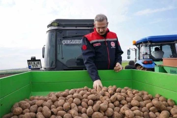 Turfanda patates toprakla buluştu