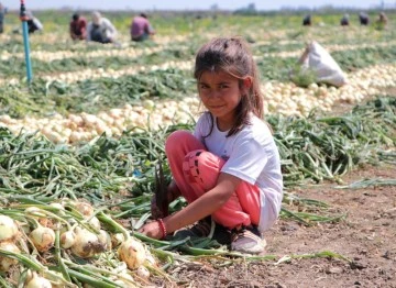 Turfanda soğan hasadı başladı