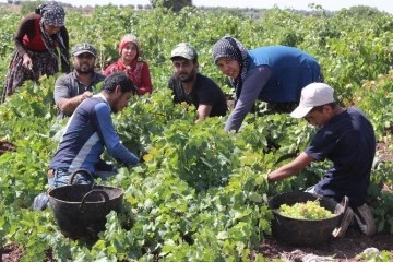 Üzüm üreticileri ne yapacak?  Tarsus Tekel Suma fiyatı 2 TL 25 Kuruştan mı açıkladı?